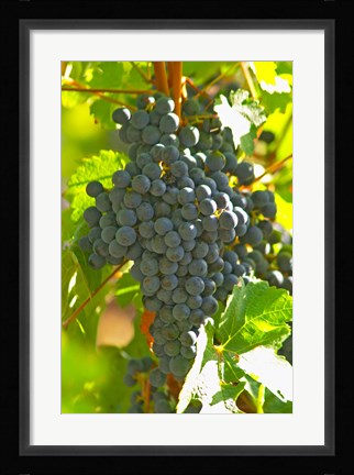 Framed Cabernet Sauvignon Vineyard, Bordeaux, France Print
