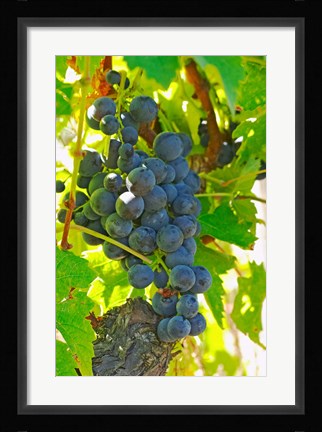 Framed Muscat Noir!, Chateau La Grave Figeac, France Print