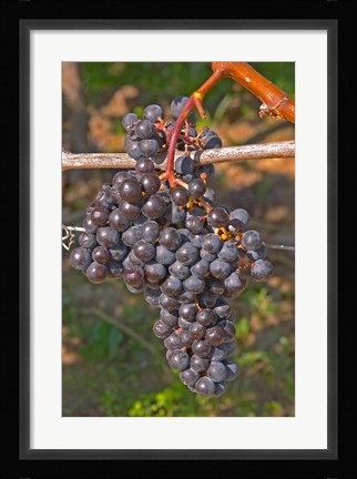 Framed Chateau Grand Mayne France Vineyard Print