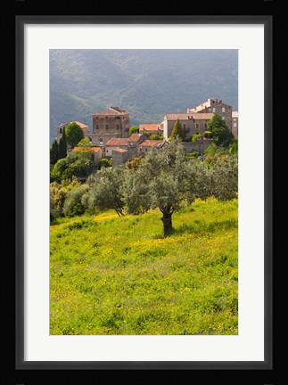Framed Olive Groves, Ste-Lucie de Tallano Print
