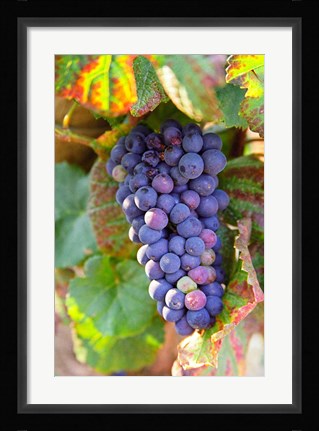 Framed Pinot Noir vineyard, Chambertin Print