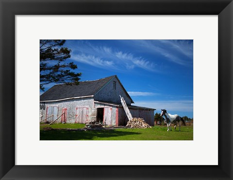 Framed Weathered barn and horse, Guysborough County, Nova Scotia, Canada Print