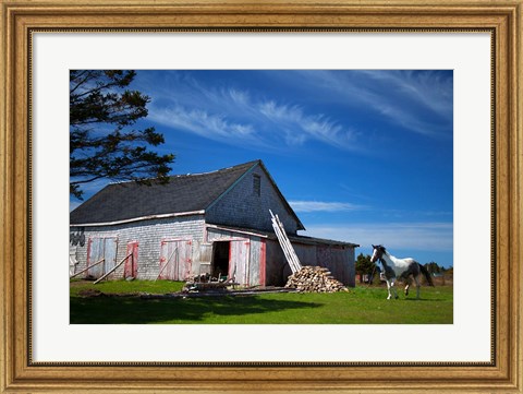 Framed Weathered barn and horse, Guysborough County, Nova Scotia, Canada Print
