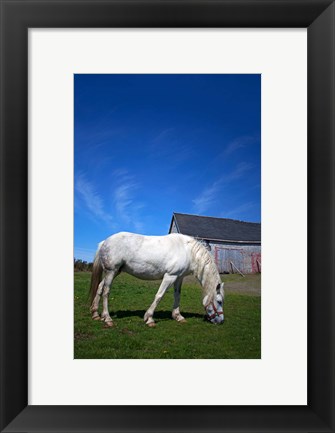 Framed White Horse and Barn, Guysborough County, Nova Scotia, Canada Print