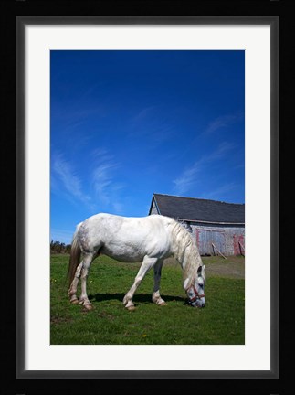 Framed White Horse and Barn, Guysborough County, Nova Scotia, Canada Print