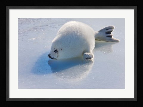 Framed Harp Seal Pup on Ice Print
