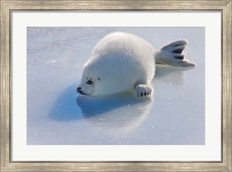 Framed Harp Seal Pup on Ice Print