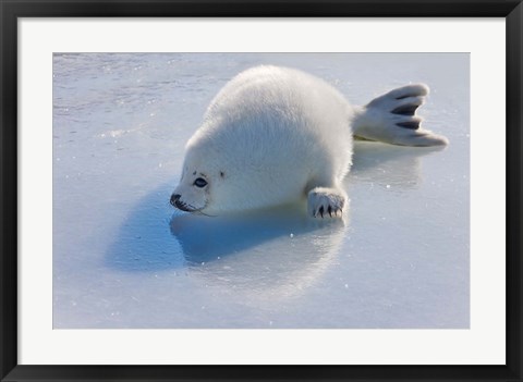 Framed Harp Seal Pup on Ice Print