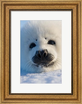 Framed Harp Seal Pup, Canada Print