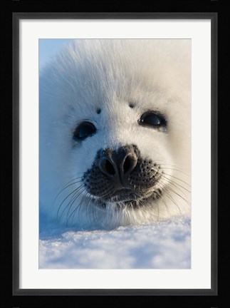 Framed Harp Seal Pup, Canada Print