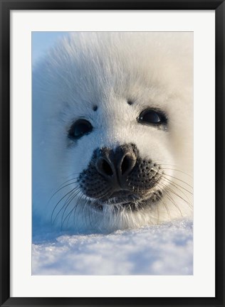 Framed Harp Seal Pup, Canada Print
