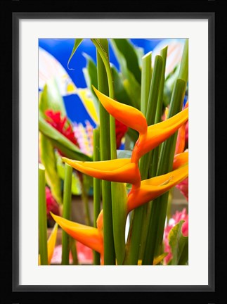 Framed Heliconia Flower, Seafront Market Print
