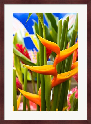 Framed Heliconia Flower, Seafront Market Print