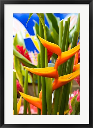 Framed Heliconia Flower, Seafront Market Print