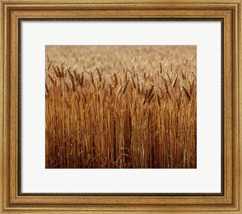 Framed Field of Wheat, France Print