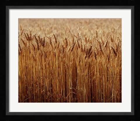 Framed Field of Wheat, France Print