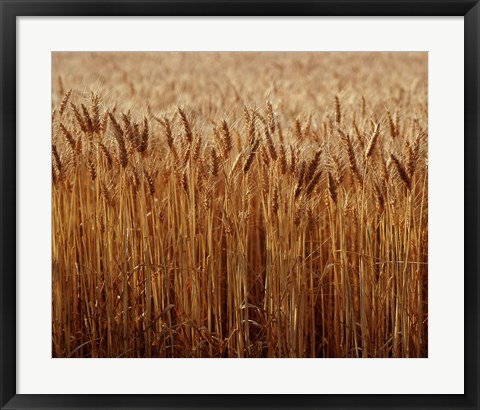 Framed Field of Wheat, France Print