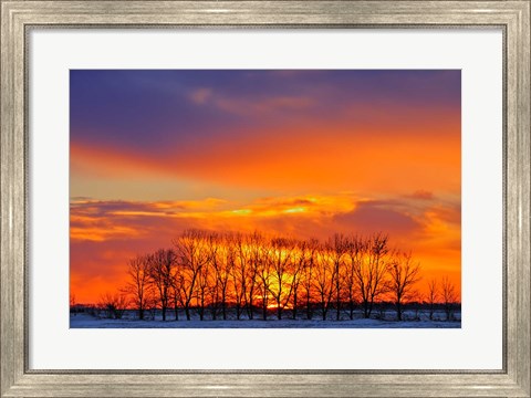 Framed Altona Trees at Sunrise Print
