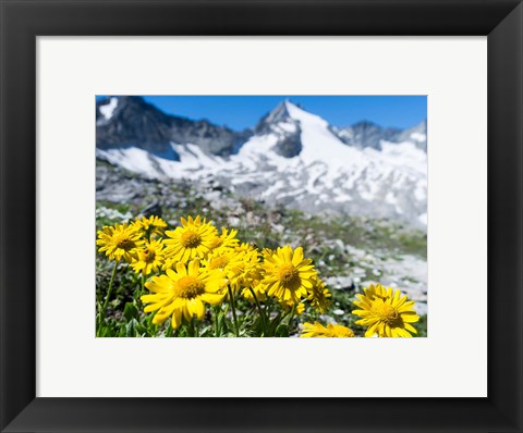 Framed Doronicum Flowers, Nationalpark Hohe Tauern Print