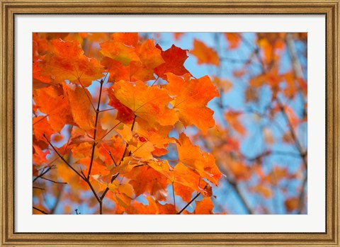 Framed Colorful Maple Leaf Trees Print