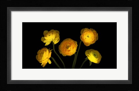 Framed Yellow Ranunculus 3 Print