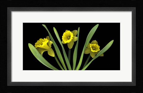 Framed Daffodils 5 Print