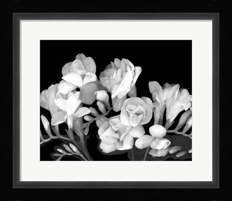 Framed Freesia III Print