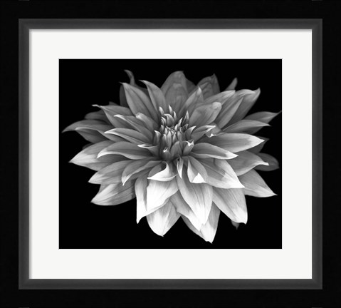Framed Perfect Dahlia 1 Print