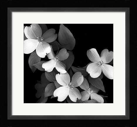 Framed Dogwood (black &amp; white) Print