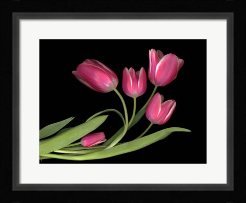 Framed Tulips 3 Print