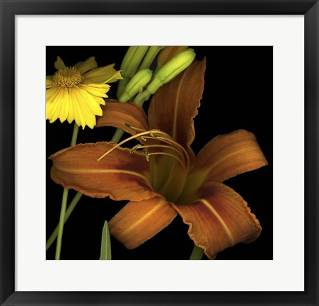 Framed Day Lily and Coreopsis Print