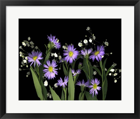 Framed Asters &amp; Baby's Breath 2A Print
