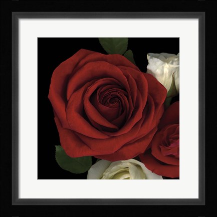 Framed Red Rose Print