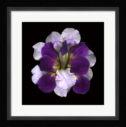 Framed Iris Reconstructed Print
