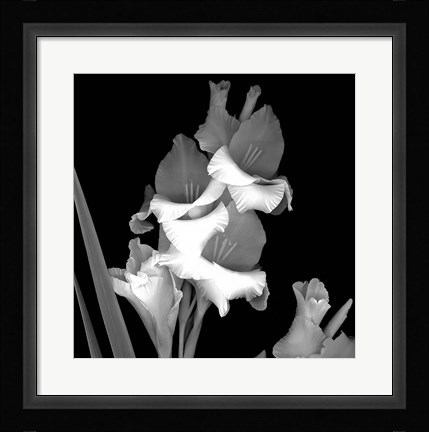 Framed Gladiola Print