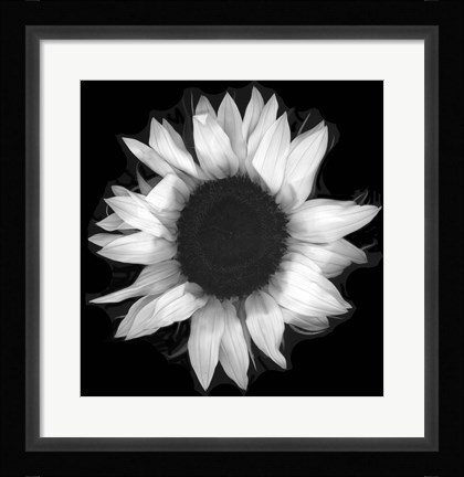 Framed Sunflower 1 Print