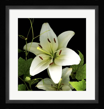 Framed White Lily 2 Print