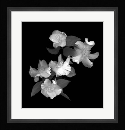 Framed White &amp; Pink Camellia Print