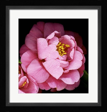 Framed Camellia Print