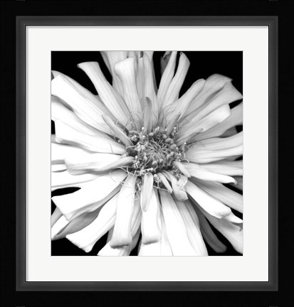 Framed Zinnia I Print