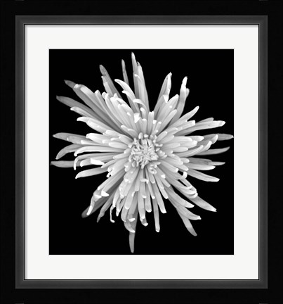 Framed Chrysanthemum 1 Print