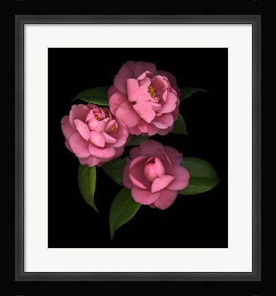 Framed Camellia 8 Print