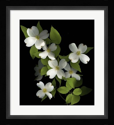 Framed Dogwood Print