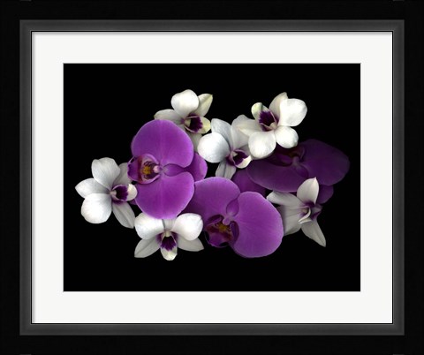 Framed Pink And White Orchids Print