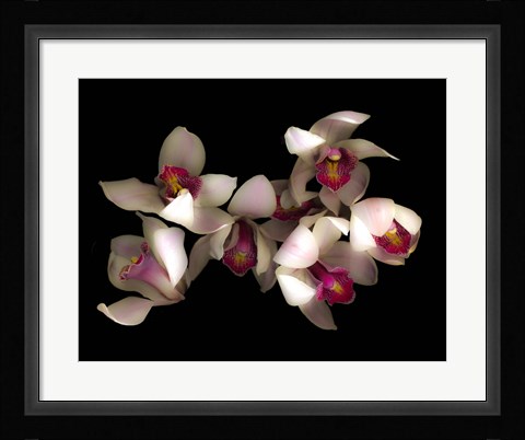 Framed Pink &amp; Fushia Orchid 1 Print