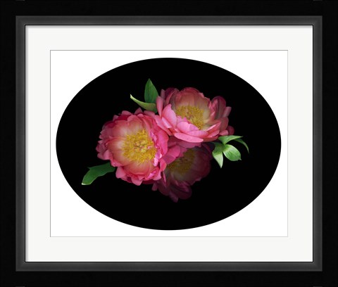 Framed 3 Peonies '08 4 Print