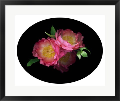 Framed 3 Peonies '08 4 Print