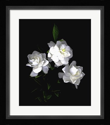 Framed Gardenia Print
