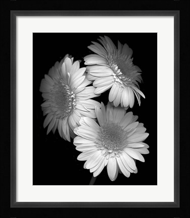 Framed Gerbera Daisy Print