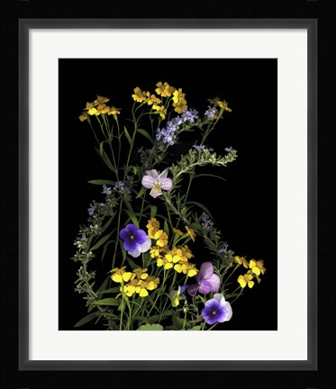 Framed Pansy, Rosemary &amp; French Tarragon Print